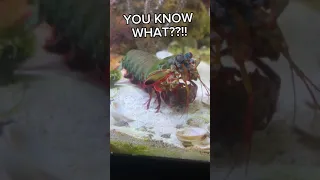 POWERFUL Mantis Shrimp meets his MATCH (immortal snail)