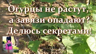 Огурцы желтеют и не растут. Почему завязи опадают. Всегда так делаю. Будете собирать огурцы ведрами