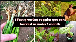 5 Fast Growing Vegies You Can Harvest In Under 1 Month