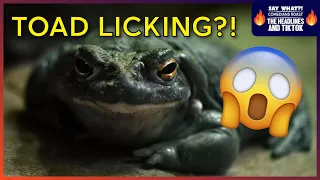 National Park Service begs visitors to stop licking toads to get high