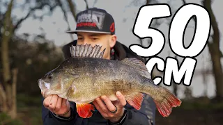 Lure fishing for BIG PERCH | Can PERCH FISHING get any better than this?