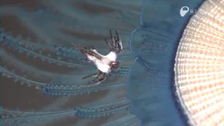 ギンカクラゲを食べるアオミノウミウシ - Blue sea slug eating blue button Jelly