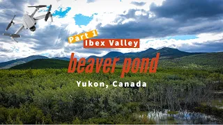 Drone | Relaxing | Best 3 Minutes At A Beaver Pond - Yukon, Canada