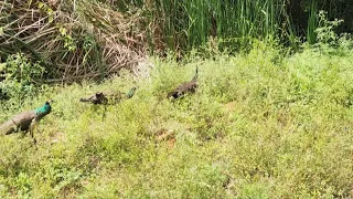 Peacocks walk silently!🦚 | They hide in bush🌿 | Raise their heads to look out 🙂