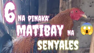 6 pinaka matibay na senyales/ zammy infante official vlog/backyard breeder