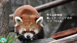 野毛山動物園新レッサーパンダ舎のイチゴちゃん