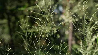 20 Minute Meditation for Anxiety: Quiet the Busy Mind / Mindful Movement