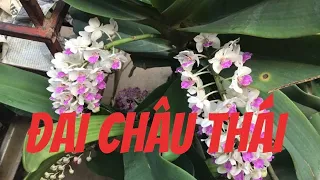 Đai châu thái . Sơn cầm