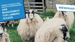 Women in Agriculture, Angus & Aberdeenshire: Ewe Management for Lambing Success