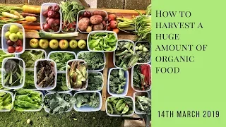How To Harvest A HUGE Amount of Organic Fruit and Veg in Spring