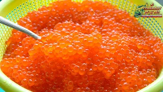 Red caviar, all stages and secrets of salting for a perfect result! Watch and learn.