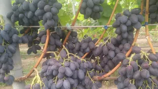 На винограднике: Лорано