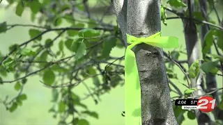 Bend Park and Recreation may need to cut down popular trees