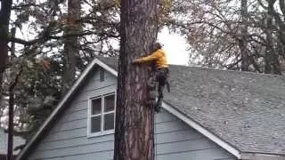 Pine Tree Removal  Part 2