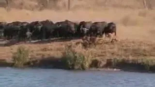 Battle at Kruger-Lion vs Buffalo vs Crocodile