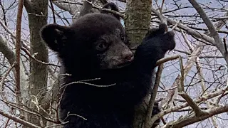 Bear cubs! Up close and personal!