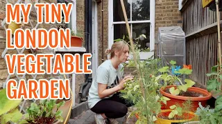 MY TINY LONDON VEGETABLE GARDEN / AUGUST 2022 / EMMA'S ALLOTMENT DIARIES