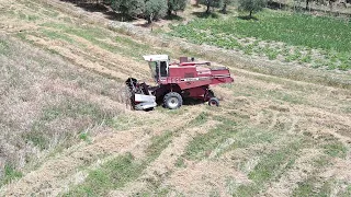 Trebbiatura 2023 | Fiatagri 3300 Al