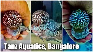 Thai Flowerhorn Fish at Tanz Aquatics Bangalore