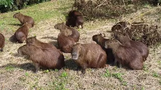 capivara represa de Furnas