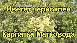 Цветет черноклен Карпатка матковода