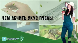 Чем лечить укус пчелы