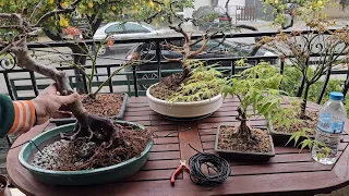 japanese maple dissectum Garnet getting its first root pruning