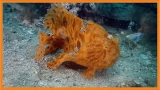 Shocking Sea Creatures Found that Will Leave You Speechless!