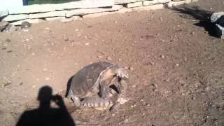 Tortoise sex at the zoo
