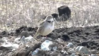 تغريد الترغه في البرية