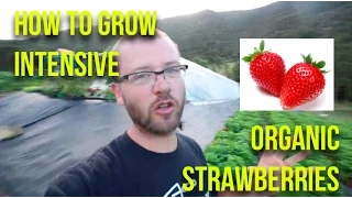 Organic Strawberry Growing: The Ultimate How-To Guide