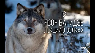 Природа жизнь волков.Документальный фильм.