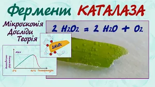 Дія ферменту каталази на гідроген пероксид