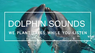 Dolphin Sounds | Real Dolphin Noises | Nature sounds with No Music