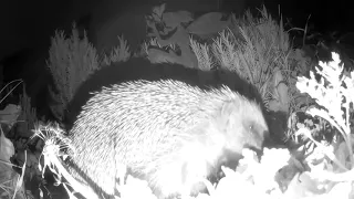 Visit from a hedgehog and a little field mouse - 15th May 2021