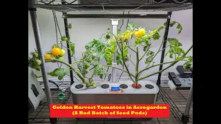 [A Bad Batch of Seed Pods] Golden Harvest Tomatoes in Aerogarden