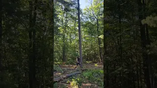 Man Cuts Down Tree With 20lb Hammer