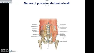 دكتور احمد فريد  muscles and nerves of posterior abdominal wall
