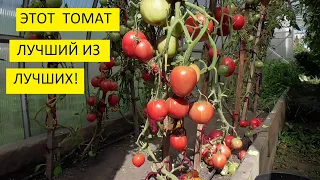 Самый урожайный томат этого года! Томат Батяня. №41. Лучший томат!