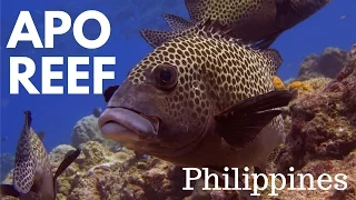 Apo Reef - Diving in the Philippines