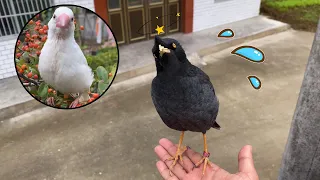 This starling bird has too high IQ. It pretends not to know the owner and keeps asking who the own