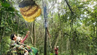 Going into the deep forest to harvest wild bees to sell, how will Vuong climb high trees?