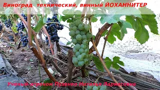 Виноград технический, винный ЙОХАННИТЕР (Пузенко Наталья Лариасовна)