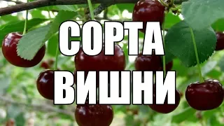 Морозостойкие сорта вишни