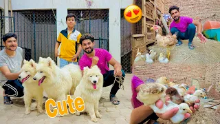 Itne Cute Samoyed Dogs First Time Dekha 😍 9 Bacchon Wali Murgi Le Liya 🥳