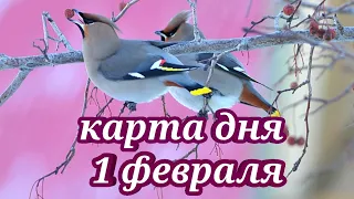 1 ФЕВРАЛЯ. КАРТА ДНЯ для всех знаков зодиака. Таро-прогноз. Леди Таро.