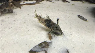 Picking Corydoras and scleromystax eggs