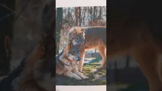 Zwei kleine Wölfe - Lied