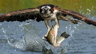 An osprey fishing in spectacular super slow motion | osprey catching fish