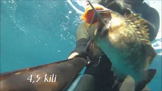 Spearfishing  groupers in ambush VIDEO - Groupers in ambush in the Mediterranean - Grouper Hunting